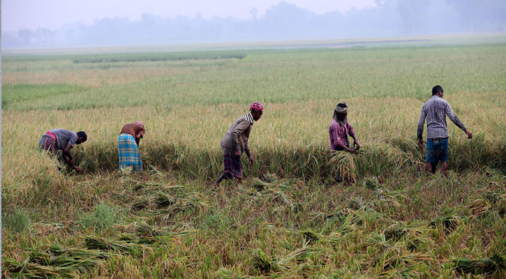 রায়পুরা মরজালসহ ৬ উপজেলায় বোরোর বাম্পার ফলন