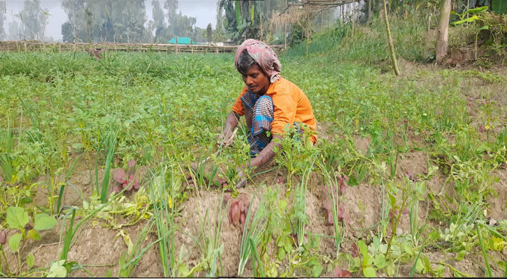 সিরাজগঞ্জে শীতকালীন সবজি চাষে ব্যস্ত কৃষক