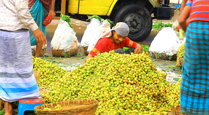 নরসিংদীর শিবপুরে লটকনের বাম্পার ফলন