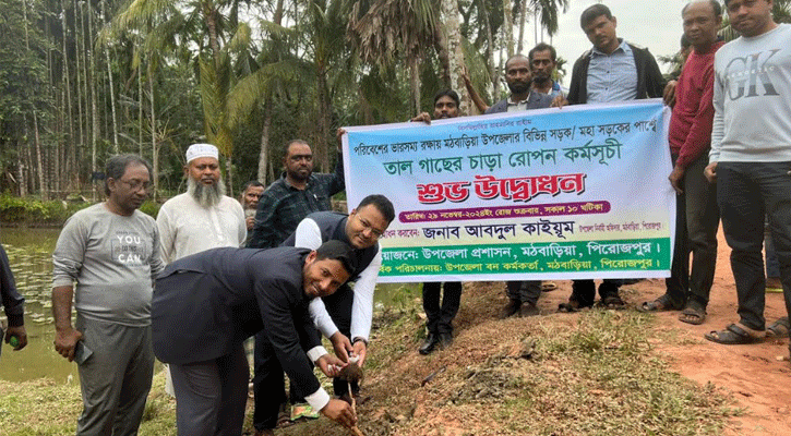 পিরোজপুরের মঠবাড়িয়ায় ৬ কিলোমিটার সড়কে তাল বীজ রোপন