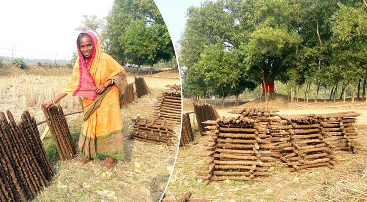 কমলগঞ্জে জ্বালানি হিসেবে গোবরের লাঠির চাহিদা বাড়ছে