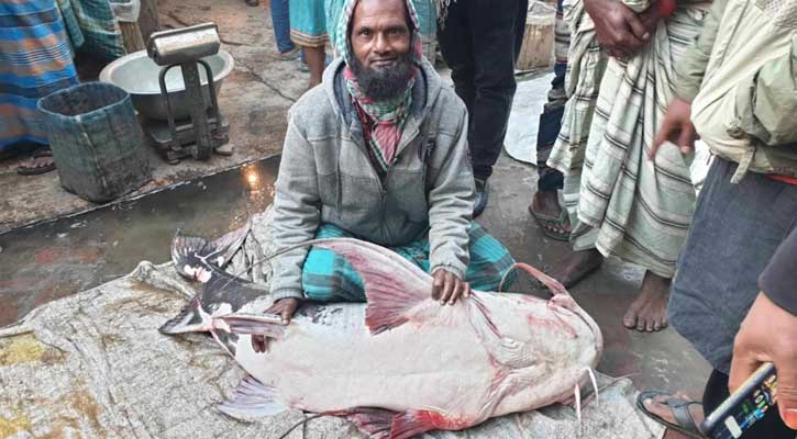 পদ্মায় জেলের জালে ৪৪ কেজির নিষিদ্ধ বাঘাইর হাঁকডাকে বিক্রি অর্ধলক্ষ টাকা