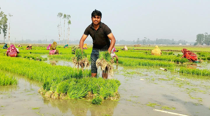 উল্লাপাড়ায় বোরো বীজ ধান উৎপাদন ও সংগ্রহের উদ্যোগ