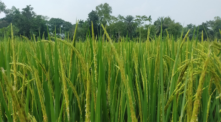 সবুজ ধানের কাঁচা শীষে কৃষকের স্বপ্ন