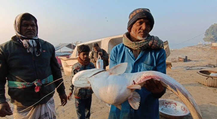 পদ্মায় জেলের জালে ধরা পড়ল বিশাল বোয়াল, হাকডাকে বিক্রি ২০ হাজার