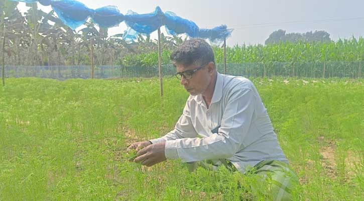 জীবননগরে জিরা চাষে সফলতার স্বপ্ন দেখছেন কৃষি উদ্যোক্তা জাহিদুল ইসলাম