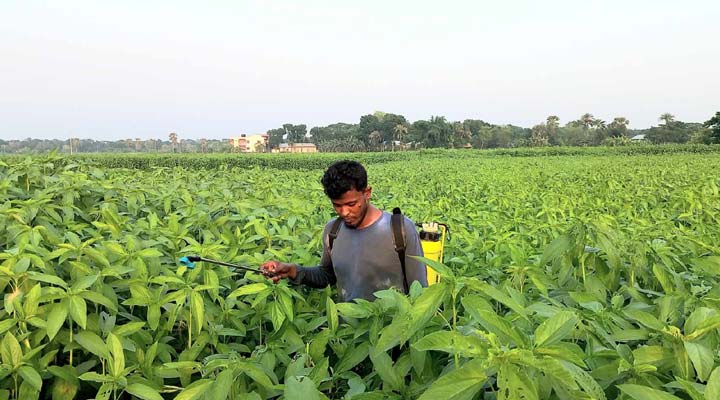 সালথায় ১২ হাজার হেক্টর জমিতে চাষ হচ্ছে  সোনালি আঁশ