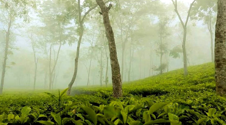 শ্রীমঙ্গলে তাপমাত্রা নামলো ৯ ডিগ্রিতে, কনকনে শীতে স্থবির জনজীবন