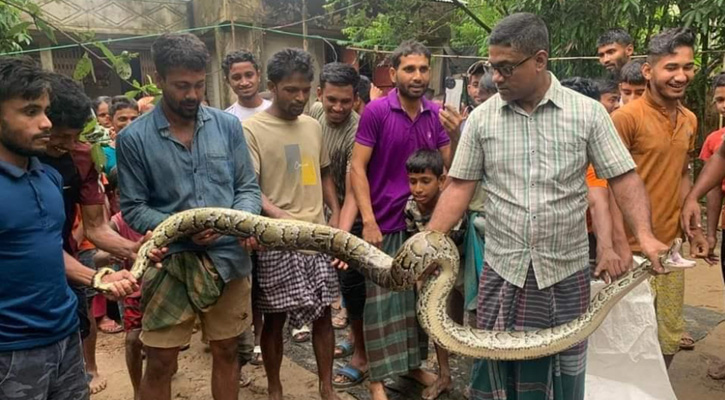 শ্রীমঙ্গলে ঘরের ভেতর থেকে অজগর সাপ উদ্ধার