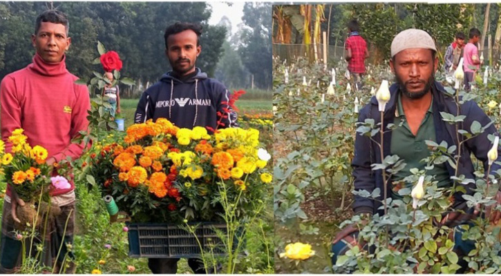 উল্লাপাড়ায় ফুলের নার্সারী মৈত্র বড়হরে