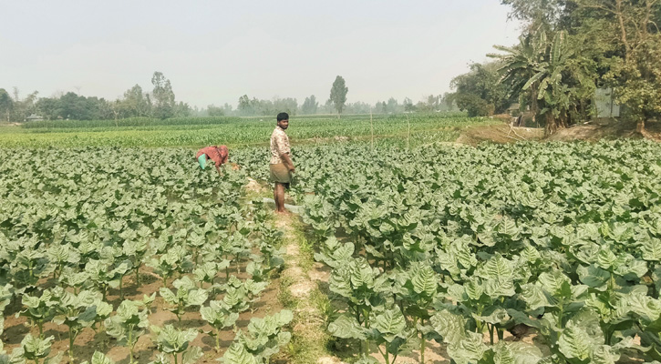 সুন্দরগঞ্জে ক্ষতিকর তামাক চাষেই কৃষকদের ঝোঁক