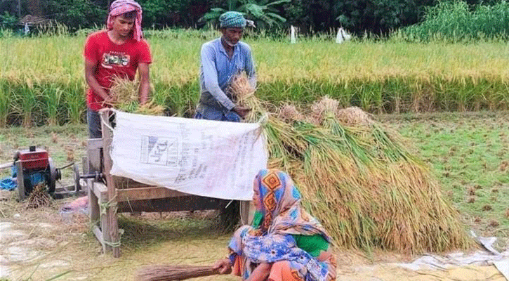 সাদুল্লাপুরে ঘরে ঘরে নবান্ন উৎসবের আমেজ