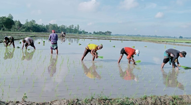 কালাইয়ে আমন ধানের চারা রোপণে ব্যস্ত কৃষকরা