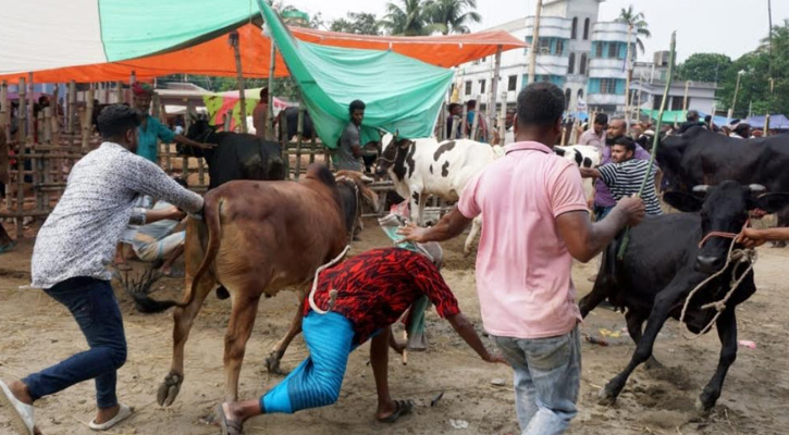 গরুর শিংয়ের আঘাতে প্রাণ গেল কৃষকের