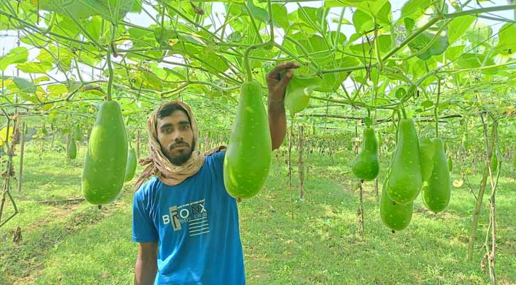 জীবননগরে মাচা পদ্ধতিতে লাউ চাষ করে লাভবান হচ্ছেন চাষিরা