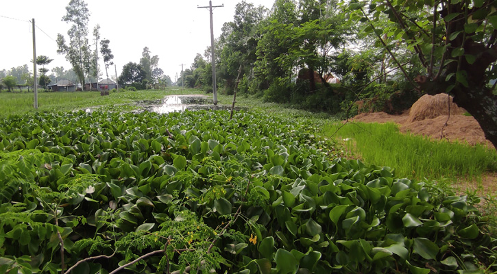 কালাইয়ে দুটি জলাশয় ৪০ বছর ধরে পতিত, দখলে মরিয়া জমির মালিকরা