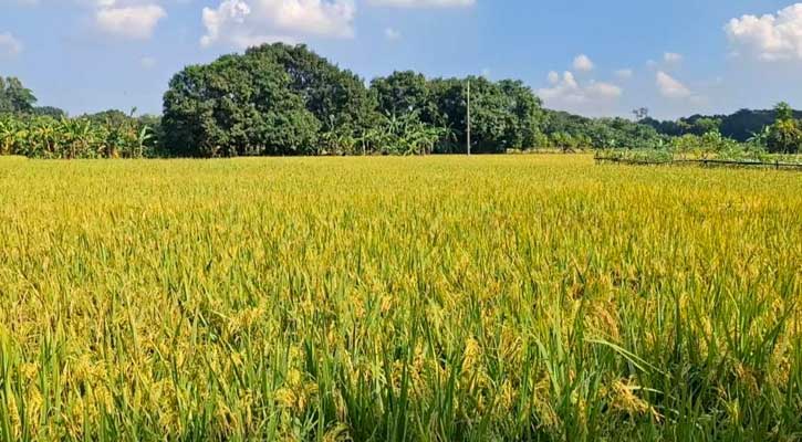 পলাশে সোনালী ধানের শীষে কৃষকের মুখে হাসি