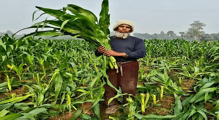 উল্লাপাড়ায় গাছ কেটে কৃষকের ভুট্রা ফসলের ক্ষতি