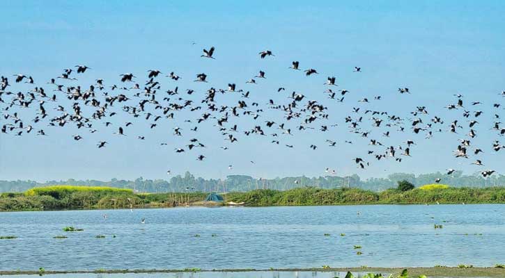 অতিথি পাখিতে মুখরিত মানিকগঞ্জের গোপীনাথপুর বিল