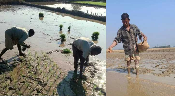 বিপুল উৎসাহে বোরো আবাদে ব্যস্ত কৃষক