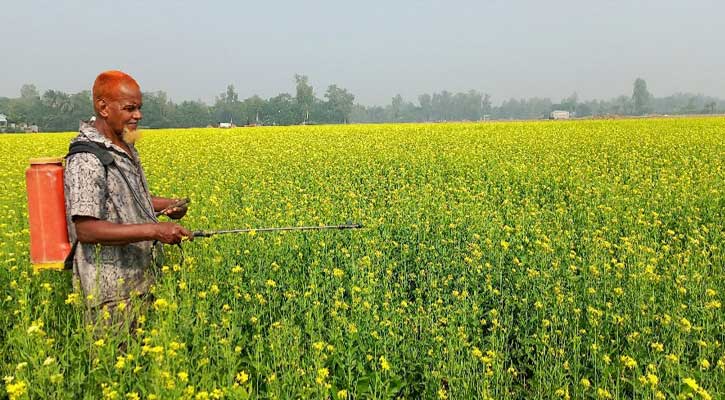 উল্লাপাড়ায় সরিষা ফসলে ভিটামিন ঔষধ স্প্রে: মিলবে বেশী ফলন