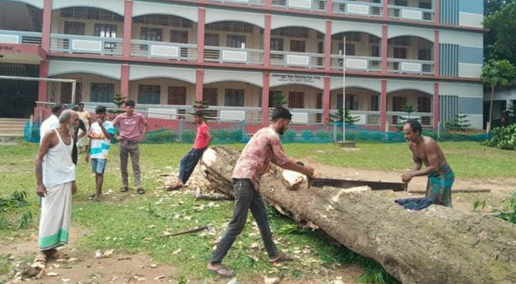 শ্রীপুরে বিদ্যালয়ের দেড়’শ বছরের পুরনো গাছ বিক্রির অভিযোগ প্রভাবশালীদের বিরুদ্ধে