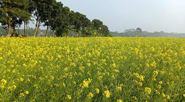 মৌমাছির গুঞ্জনে মুখরিত শিবচরে সরিষা ফুলের মাঠ