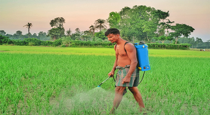 পেঁয়াজক্ষেত পরিচর্যায় ব্যস্ত কৃষক; দাম নিয়ে দুশ্চিন্তা