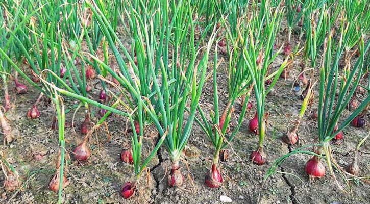 গ্রীষ্মকালীন পেঁয়াজের উৎপাদন বাড়াতে প্রায় ১৪ কোটি টাকার প্রণোদনা