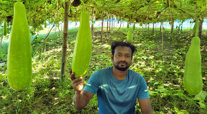 লাউ চাষ করে জুড়ীর প্রবাস ফেরত যুবক লাখপতি