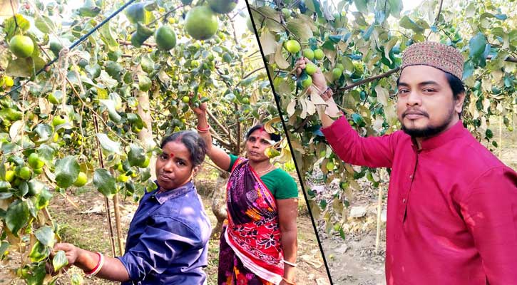 কমলগঞ্জে বরই চাষে সফল কৃষক আজাদুর