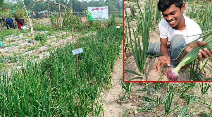 শ্রীমঙ্গলে পেঁয়াজ চাষ করে সফল রায়হান আহমদ