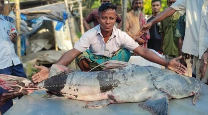 সিরাজগঞ্জে চড়া মূল্যে বিক্রি হলো নিষিদ্ধ এক মণে’র বাঘাইড় মাছ