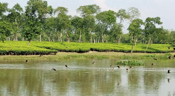 শ্রীমঙ্গলে পাখিদের কলকাকলিতে মুখর রাজঘাট চা-বাগান লেক