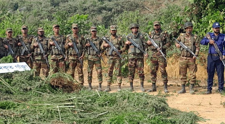 খাগড়াছড়িতে অর্ধকোটি টাকার গাঁজা ক্ষেত ধ্বংস