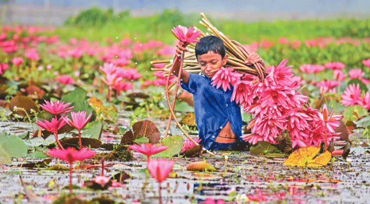 ঘুরে আসুন গোপালগঞ্জ লাল শাপলার বিল