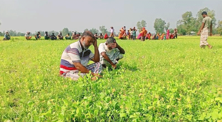 কাজীপুরে বিষ প্রয়োগে ১৬ বিঘা সরিষার ক্ষেত বিনষ্ট