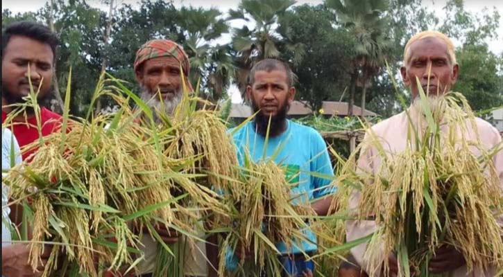 উল্লাপাড়ায় বিনা ধান ২৫ আবাদে কৃষকেরা লাভবান