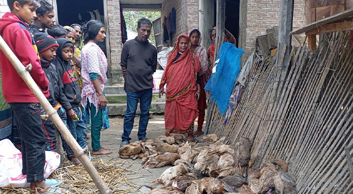 বড়াইগ্রামে পশু চিকিৎসকের ইনজেকশনে ৪ শতাধিক হাঁসের মৃত্যু!