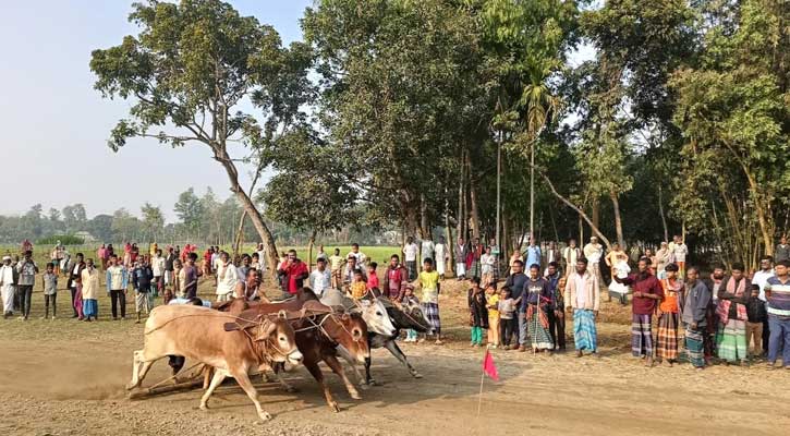 মাদারগঞ্জে ষাঁড়ের মই দৌড় দেখতে মানুষের ঢল