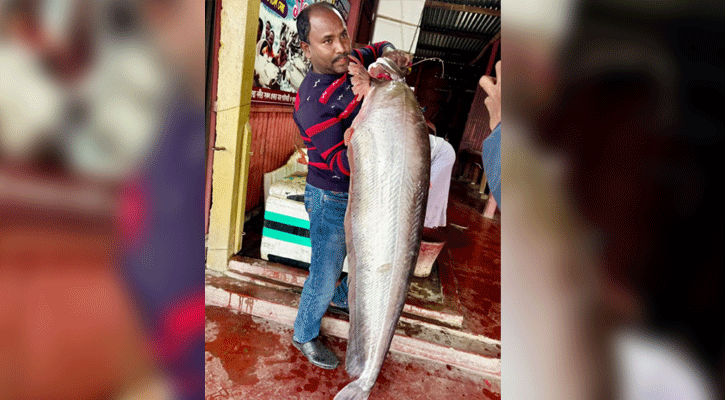 রাজবাড়ীতে এক বোয়ালের দাম ৪৫ হাজার টাকা