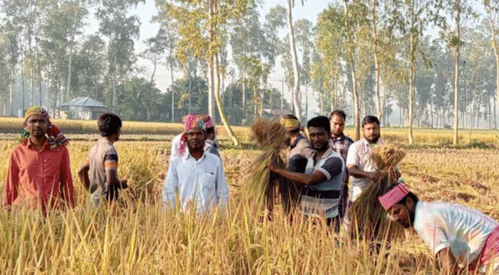 রায়গঞ্জে কৃষকের ধান কেটে দিলেন কৃষক দলের নেতা কর্মীরা