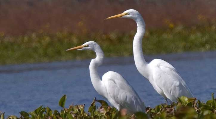 বিলুপ্ত হচ্ছে সাদা বক পাখি