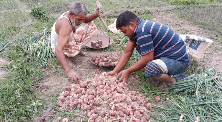 মুড়িকাটা ও গ্রীষ্মকালীন  নতুন পেঁয়াজ বাজারে আসা শুরু