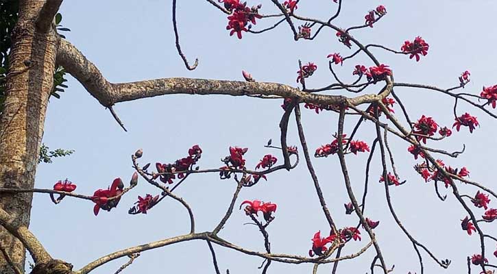 ফরিদপুরে  প্রকৃতিতে  ফুটেছে শিমুল ফুল