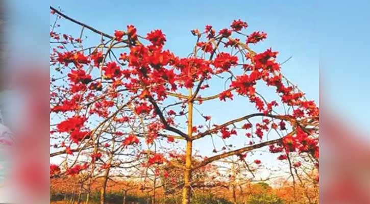 বসন্তের হাওয়ায় উঁকি মারছে শিমুল ফুল