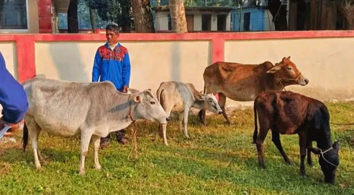 নান্দাইলে কৃষকের ৪ গরু চুরি, উদ্বার করে থানা হেফাজতে