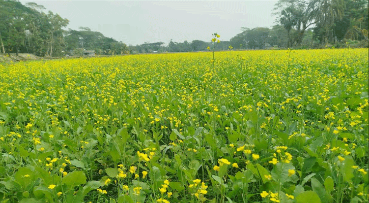 আমতলীতে বেড়েছে সরিষার চাষ, বাম্পার ফলনের সম্ভাবনা