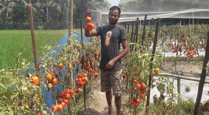 ফরিদগঞ্জে ক্রেতা না থাকায় ক্ষেতে নষ্ট হচ্ছে টমেটো