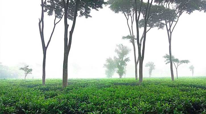 শ্রীমঙ্গলে শীতে জবুথবু জনজীবন, তাপমাত্রা ১১